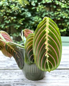 Blad van gebedsplant met patroon