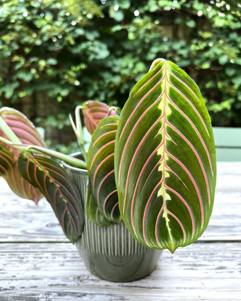 Blad van gebedsplant met patroon