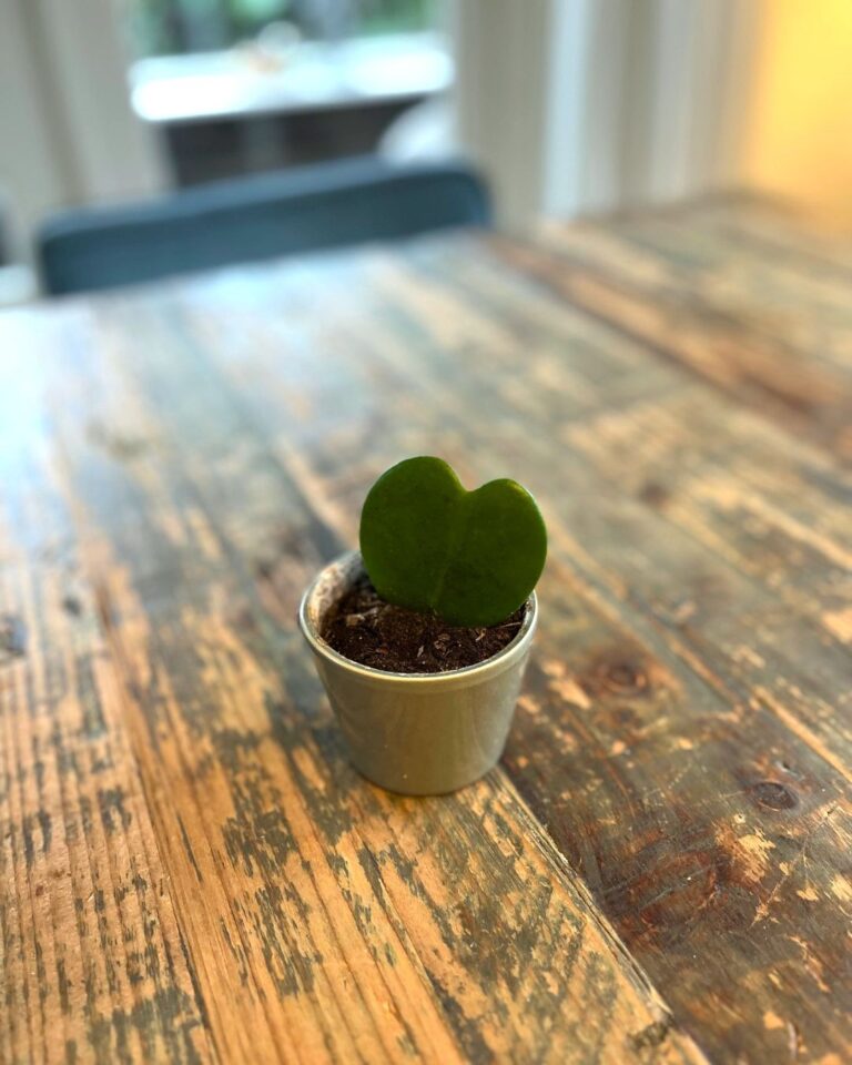 Foto van een klein hartje plantje met één blad op een grote tafel.