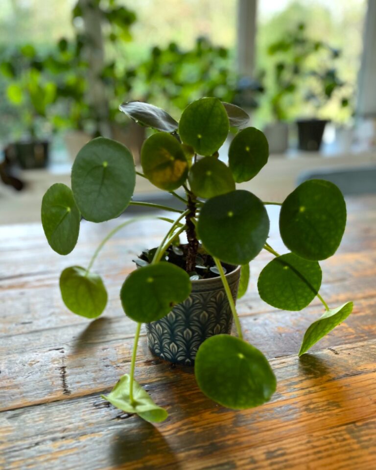 Foto van een pannenkoekplant op een houten tafel.