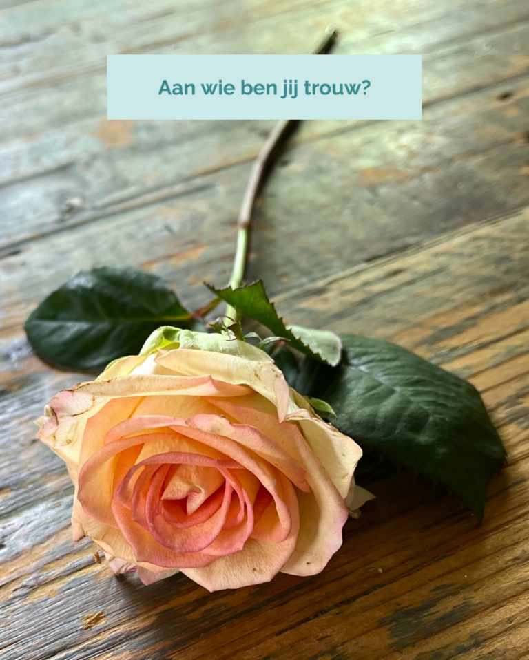 Roos liggend op tafel met de tekst erbij: Aan wie ben jij trouw? De prijs van loyaliteit.